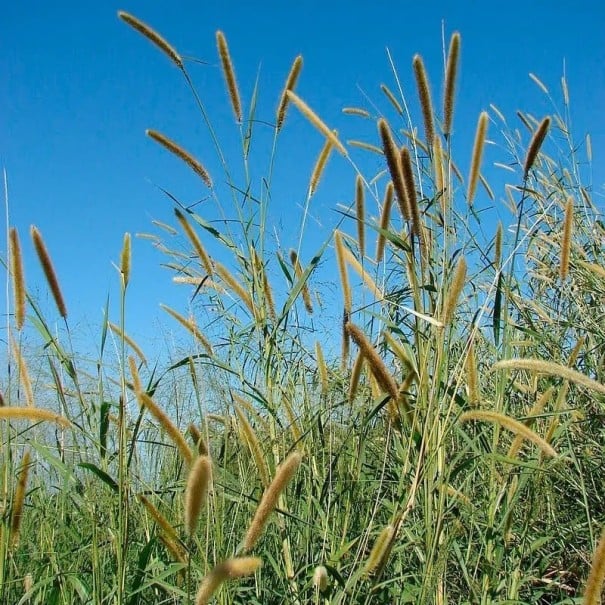 Semínka okrasné trávy Pennisetum purpureum 20 ks Vysoká rychle rostoucí tráva s válcovitými klasy Na zahradu i jako solitéra 1
