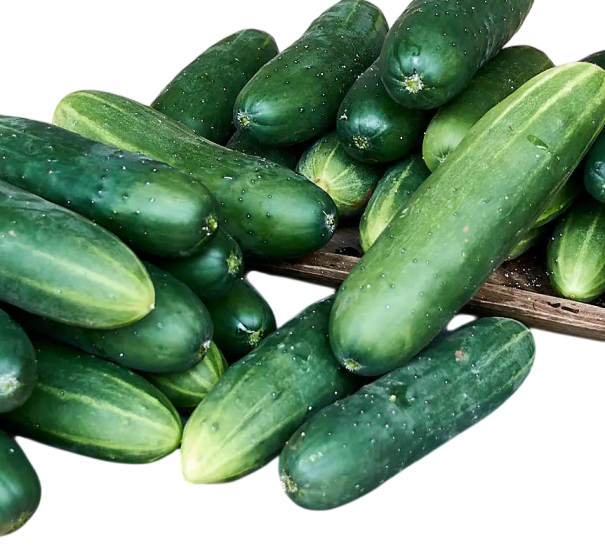 Semínka okurka setá Cucumis sativus Green 30 ks zelená salátová okurka pro domácí pěstování na zahrádce nebo do skleníku 1