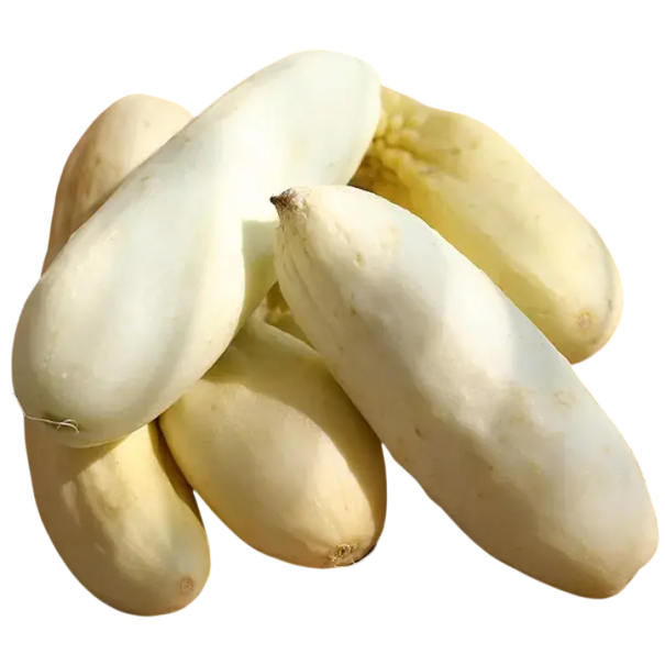 Semínka okurka setá Cucumis sativus White Wonder 30 ks bílá historická odrůda okurky pro pěstování na zahrádce a do skleníku 1
