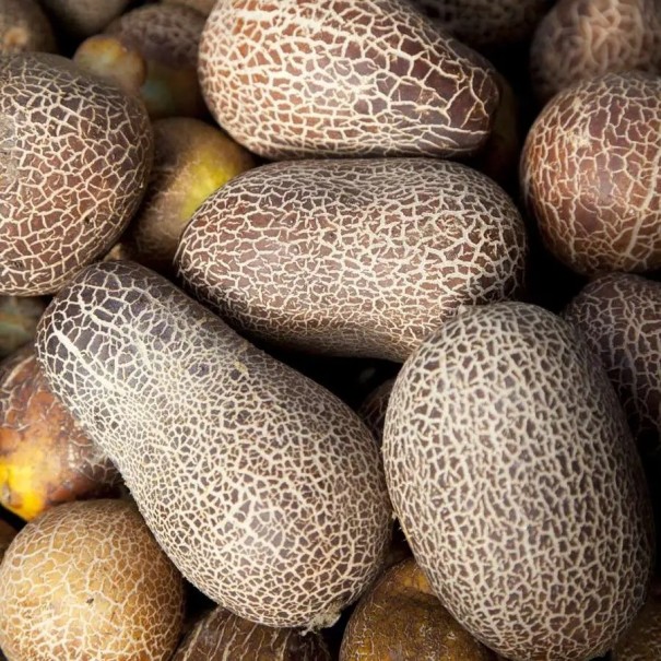 Semínka okurka sikkimská Cucumis sativus sikkimensis 20 ks hnědá oválná raritní odrůda pro pěstitelské sbírky a šlechtění 1
