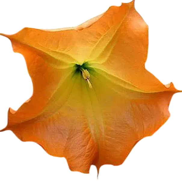 Semínka oranžové brugmansie vonné Brugmansia suaveolens 10 ks tropický keř s oranžovými trubkovitými květy pro výsev a pěstování 1