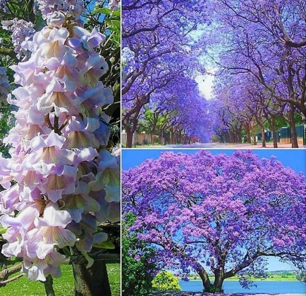 Semínka paulovnie plstnaté Paulownia tomentosa 10000 ks Rychle rostoucí okrasný strom s fialovými trubkovitými květy Na zahradu i solitéra 1