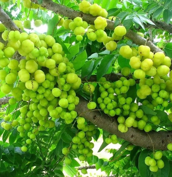 Semínka Phyllanthus acidus 5 ks Ovocný strom s jedlými žlutými žebernatými plody kyselé chuti Do skleníku i zimní zahrady 1