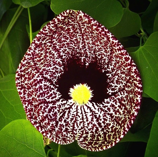 Semínka podražce Aristolochia elegans, 10 ks, popínavá rostlina s mramorovaným vínovo-bílým květem, výsadba pro skleník 1