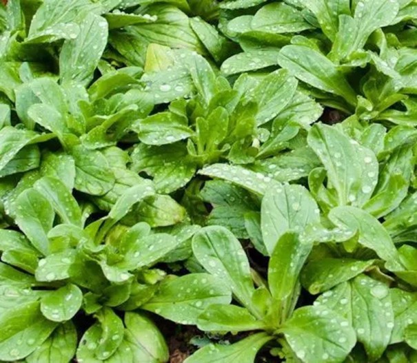 Semínka polníčku Valerianella locusta Coquille de louviers 390 ks Listová zelenina se zelenými listy Na záhon i do truhlíku 1