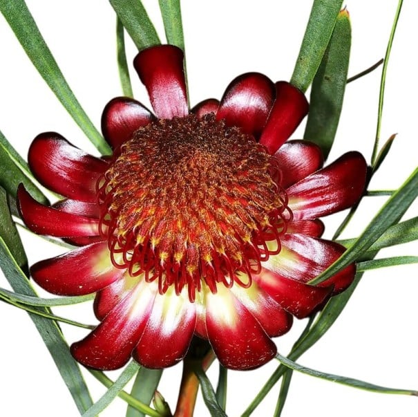 Semínka protey Protea acuminata 5 ks Okrasný keř s velkými červenými květy a úzkými zelenými listy Na pěstování i do skleníku 1