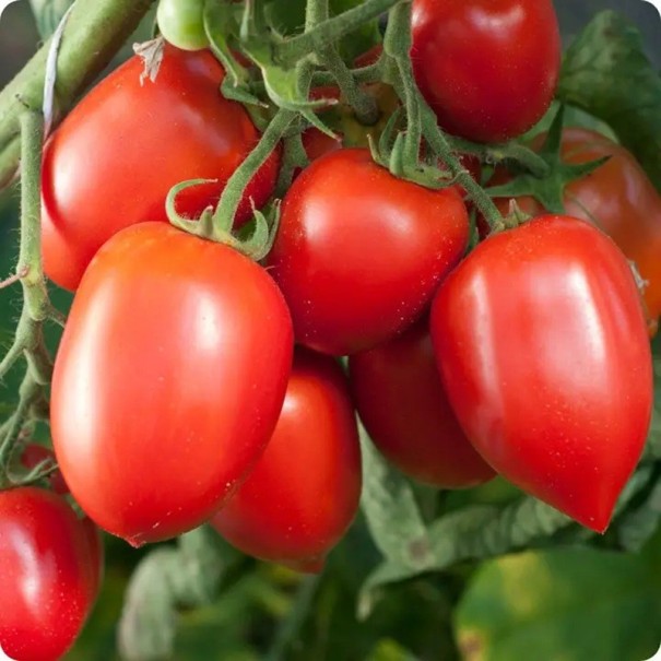 Semínka rajčete Solanum lycopersicum Amish Paste 5 ks Odrůda s červenými masitými plody Na záhon i do skleníku a truhlíku 1