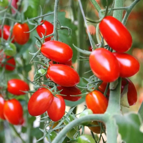 Semínka rajčete Solanum lycopersicum Cherry Roma 5 ks Odrůda s drobnými podlouhlými červenými plody Na záhon i do skleníku a truhlíku 1