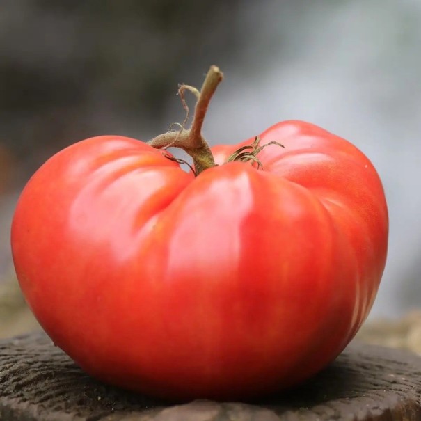 Semínka rajčete Solanum lycopersicum German Pink 5 ks Odrůda s velkými růžovými masitými plody Na záhon i do skleníku a truhlíku 1