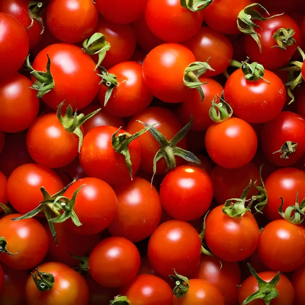 Semínka rajčete Solanum lycopersicum Large Red Cherry 5 ks Odrůda s kulatými sytě červenými plody Na záhon i do skleníku a truhlíku 1