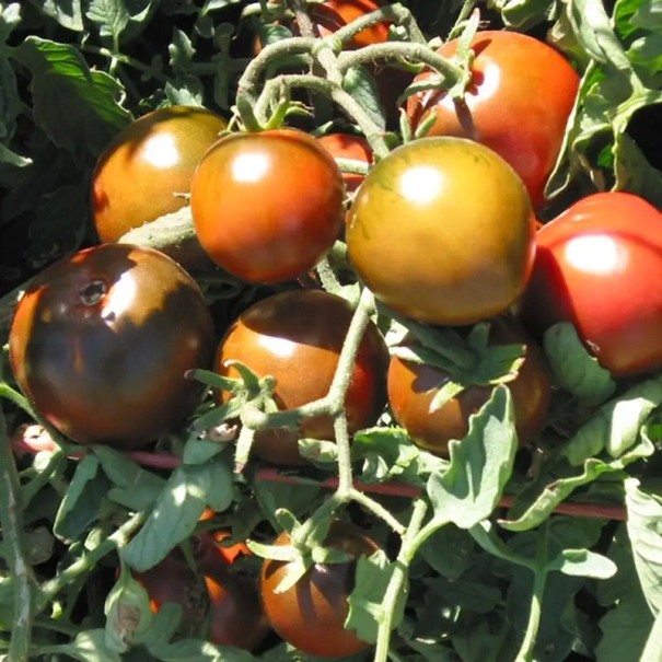 Semínka rajčete Solanum lycopersicum Nyagous 5 ks Odrůda s kulatými tmavě červenohnědými plody Na záhon i do skleníku a truhlíku 1