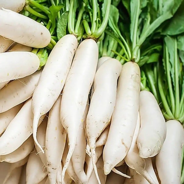 Semínka ředkve daikon Raphanus sativus var. longipinnatus 1000 ks Kořenová zelenina s bílými podlouhlými bulvami Na záhon i do skleníku 1