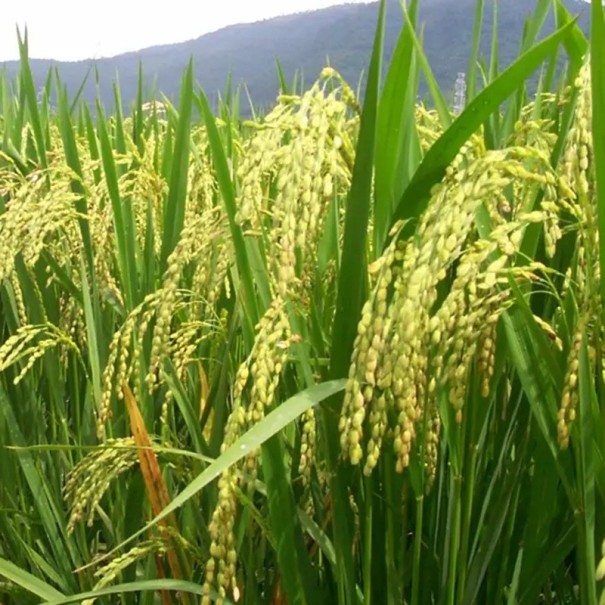 Semínka rýže seté Oryza sativa 50 ks Užitková obilnina s jedlými zrny ve zlatavých klasech Do nádrže skleníku i zimní zahrady 1