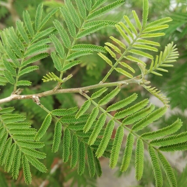 Semínka stromu Prosopis cineraria 5 ks Suchovzdorný strom s jemnými zpeřenými zelenými listy Na pěstování bonsaje i do skleníku 1