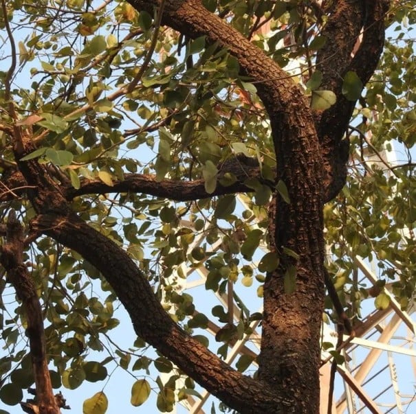Semínka stromu Pterocarpus santalinus 5 ks Okrasný strom se žlutými květy s červeným středem Na pěstování i do skleníku a domů 1