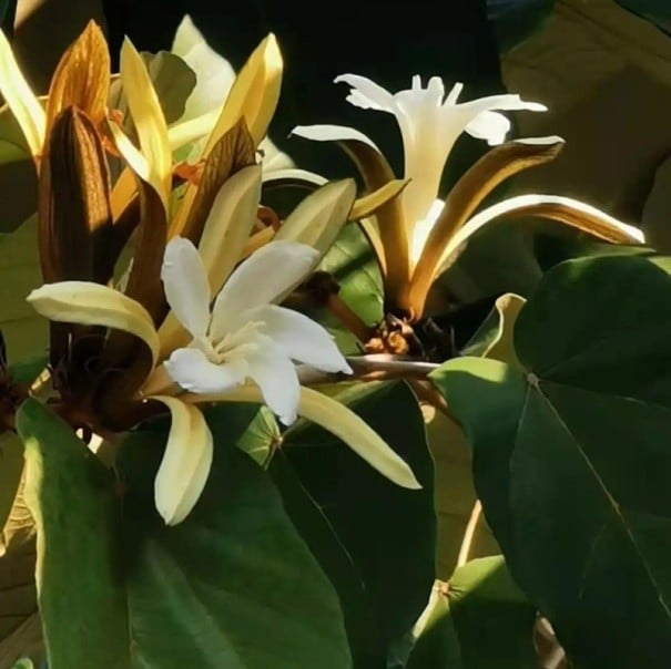 Semínka stromu Pterospermum acerifolium 10 ks Okrasný strom s velkými bílými voňavými květy a velkými listy Na pěstování i do skleníku 1