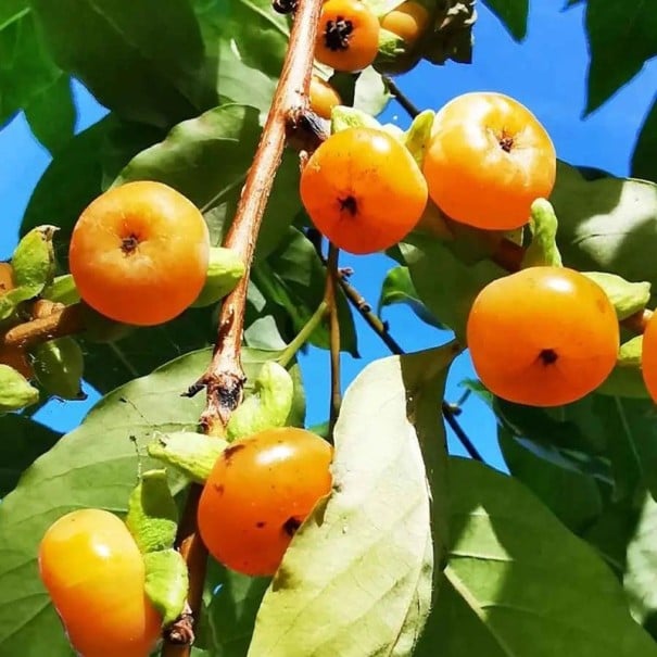 Semínka tomel kavkazský Diospyros lotus 10 ks otužilý listnatý ovocný strom s oranžovými kulovitými plody pro venkovní pěstování 1