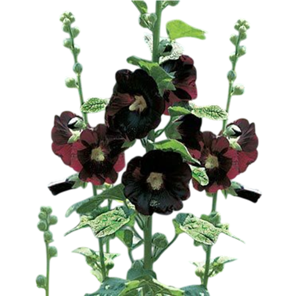 Semínka topolovky Alcea rosea Nigra, 40 ks, tmavě fialové až černé květy, výsadba pro zahrady a originální trvalkové kompozice 1