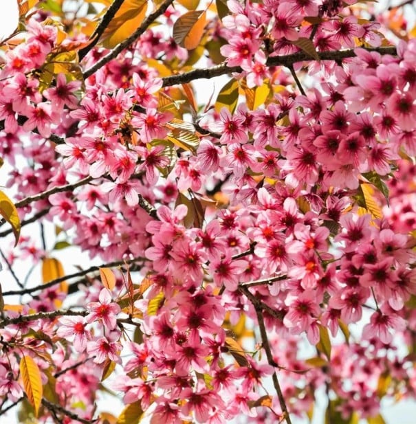 Semínka třešně Prunus cerasoides 50 ks Okrasný strom s růžovými květy a bronzovými mladými listy Na zahradu i do skleníku 1