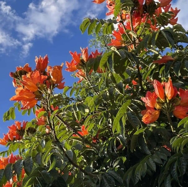 Semínka tulipánovníku Spathodea campanulata African Tulip Tree 50 ks Tropický strom s oranžově červenými květy Na pěstování i do sbírky 1