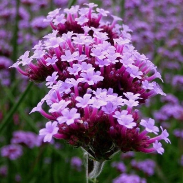 Semínka verbena argentinská Lilac 80 ks, vysoká jednoletá květina se světle fialovými chocholíky pro záhon, kytice a podporu motýlů 1