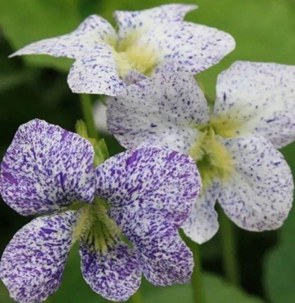 Semínka violky Viola sororia Freckles 10 ks Nízká trvalka s bílými tečkovanými květy Na záhon i do skalky a do truhlíku na balkon 1