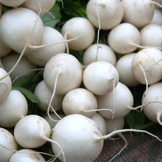 Semínka vodnice Brassica rapa subsp. rapa 50 ks tradiční kořenová zelenina s bílými kulatými bulvami pro výsev na zahradě i v truhlíku 1