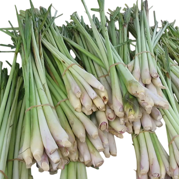 Semínka voňatka citronová Cymbopogon citratus 20 ks zelená aromatická tráva s citronovou vůní pro pěstování v kuchyni a zahradě 1