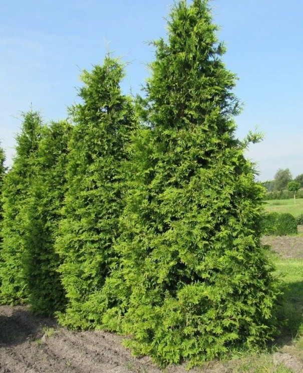 Semínka zeravu Thuja plicata 100 ks Stálezelený jehličnan s tmavě zelenými šupinatými listy Na živý plot i na zahradu a k tvarování 1