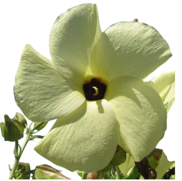 Semințe Abelmoschus manihot Hibiscus manihot, 20 buc, ibișec manihot, flori galbene, plantă ornamentală și utilă pentru grădină și vase