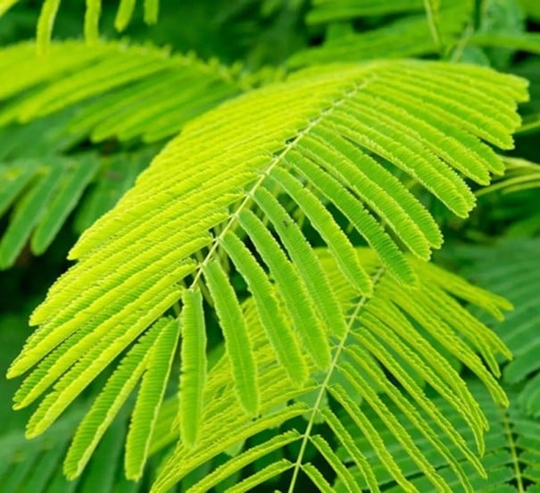 Semințe Acacia catechu, 10 buc, acacia exotică cu frunziș fin penat de culoare verde deschis, plantare în vase, seră și grădină de colecție