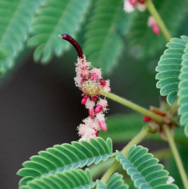 Semințe Acacia concinna, 10 buc, acacia cățărătoare cu flori globulare crem și vin, frunze compuse verzi, cultivare pentru colecționari