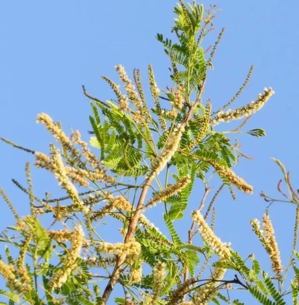 Semințe Acacia ferruginea, 10 buc, acacia exotică cu flori cremoase și frunze verzi penate, plantare pentru seră și colecționari de arbori
