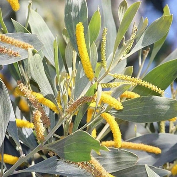 Semințe Acacia holosericea, 50 buc, acacia cu frunze gri-verzui argintii și flori galbene, plantare pentru ghivece, seră și grădini de colecție