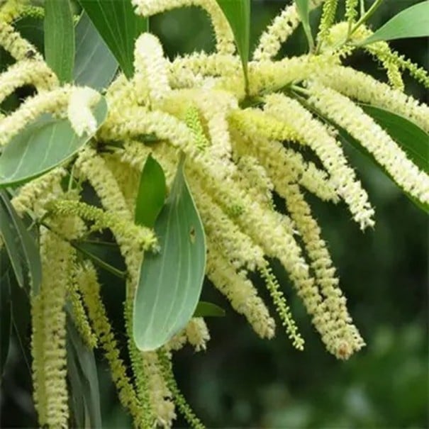 Semințe Acacia mangium, 25 buc, acacia tropicală cu flori globulare galbene intense, frunze verzi închise, plantare pentru seră și colecționari