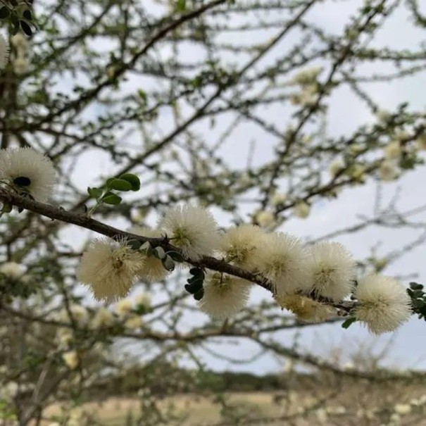 Semințe Acacia mellifera, 10 buc, acacia africană cu flori crem pompoase, frunze verzi mici, plantare pentru colecționari și seră