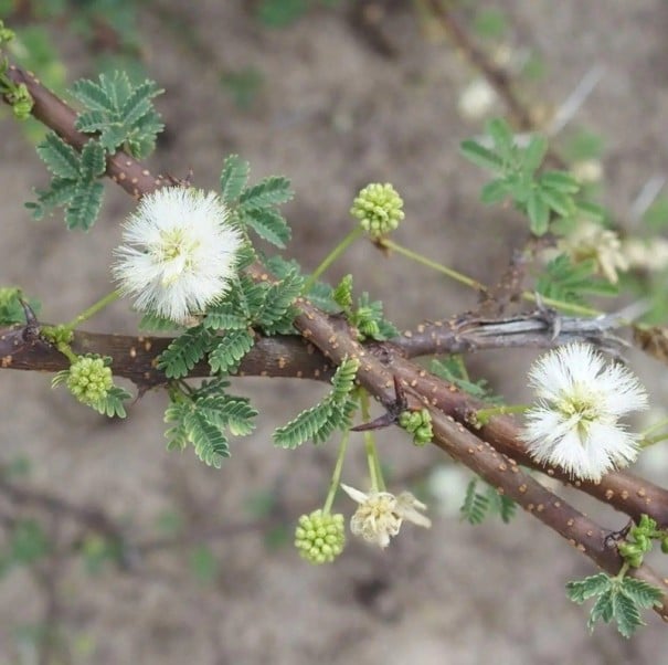 Semințe Acacia planifrons, 20 buc, acacia spinoasă cu flori albe în formă de pompon, copac decorativ pentru seră și colecționari de plante lemnoase