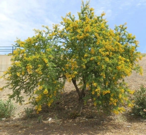 Semințe Acacia tortilis, 5 buc, acacia umbrelă cu pompoane galben-aurii, frunze verzi mici, plantare pentru seră și colecționari