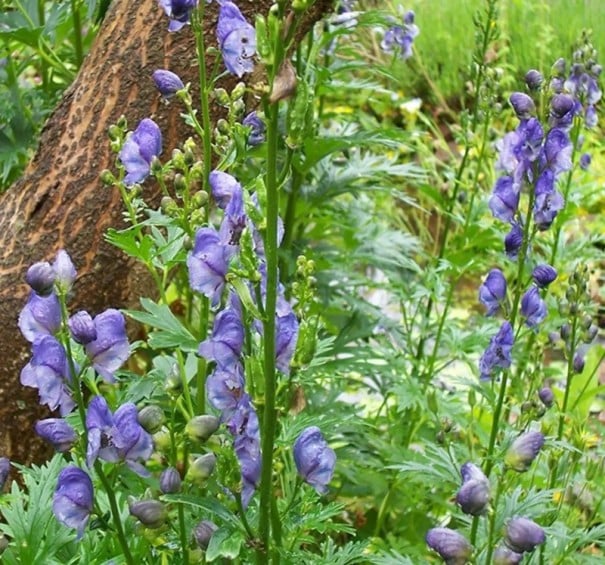 Semințe Aconitum heterophyllum, 10 buc, omăj diferit cu flori helmoide violet-albăstrii, plantă perenă pentru grădină și colecționari