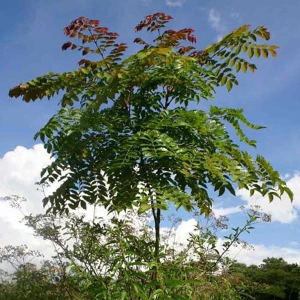 Semințe Acrocarpus fraxinifolius, 20 buc, copac exotic cu creștere rapidă și frunze verzi pinnate, plantare pentru seră și colecționari