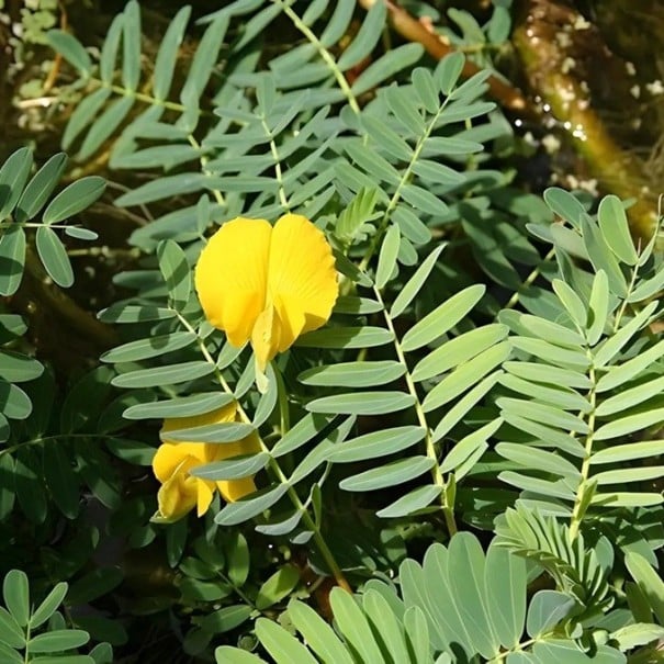 Semințe Aeschynomene aspera, 10 buc, plantă exotică cu flori portocalii și frunze pene, plantare pentru seră și colecționari de rarități