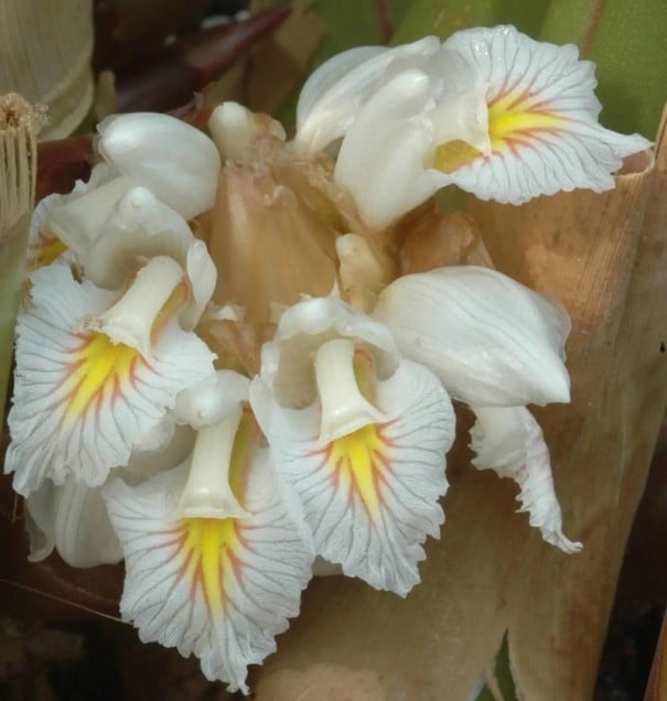 Semințe Amomum maximum, 20 buc, plantă tropicală cu caracter ginger și flori neobișnuite, pentru colecționari și seră