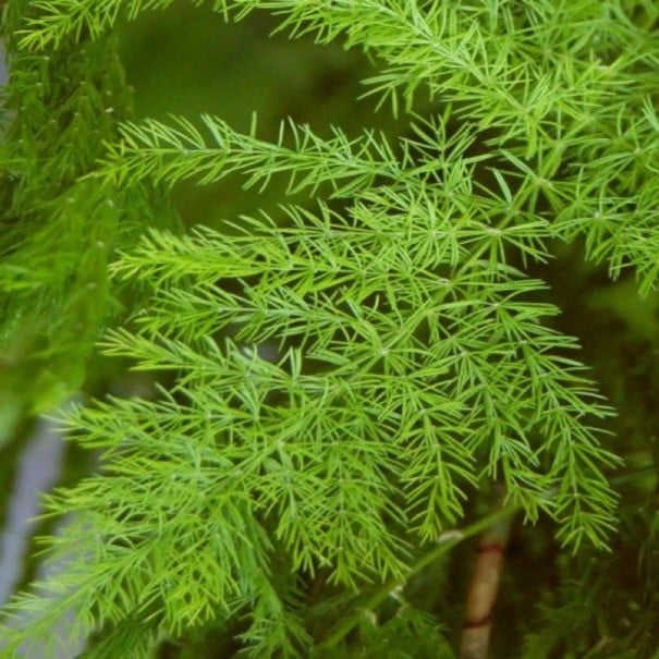 Semințe Asparagus racemosus Shatavari, 20 buc, plantă ayurvedică cu frunze fine și penate, plantare pentru seră