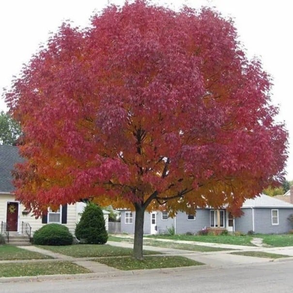 Semințe de arțar ginnala Acer tataricum subsp. ginnala, 10 bucăți, arbore cu colorit roșu aprins în toamnă, plantare în grădini și parcuri