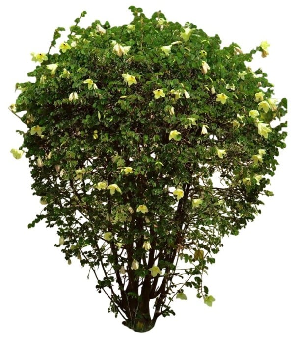 Semințe de bauhinie plstnată Bauhinia tomentosa 10 bucăți, arbust tropical cu flori galbene și centru închis pentru semănat și cultivare ornamentală