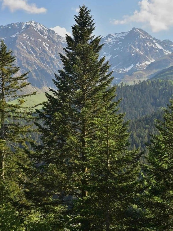 Semințe de brad alb Abies alba European Silver Fir, 10 buc, conifer, ace verzii, plantare în grădină și pădure