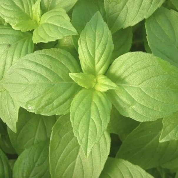 Semințe de busuioc cu aromă de lămâie, ambalaj de cca 700 buc, plantă aromatică anuală cu miros citric care respinge țânțarii pentru grădină