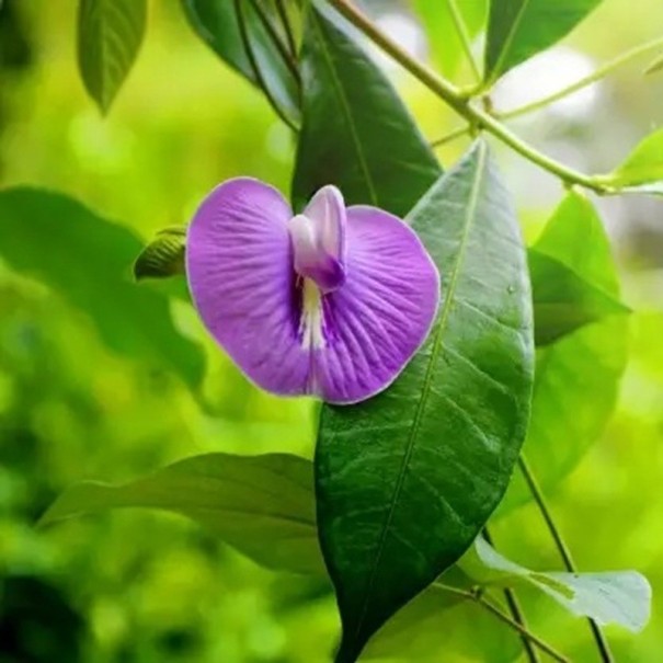 Semințe de centrosema chlupată Centrosema pubescens 5 bucăți plantă tropicală cățărătoare cu flori violet pentru plantare în grădină și în ghiveci