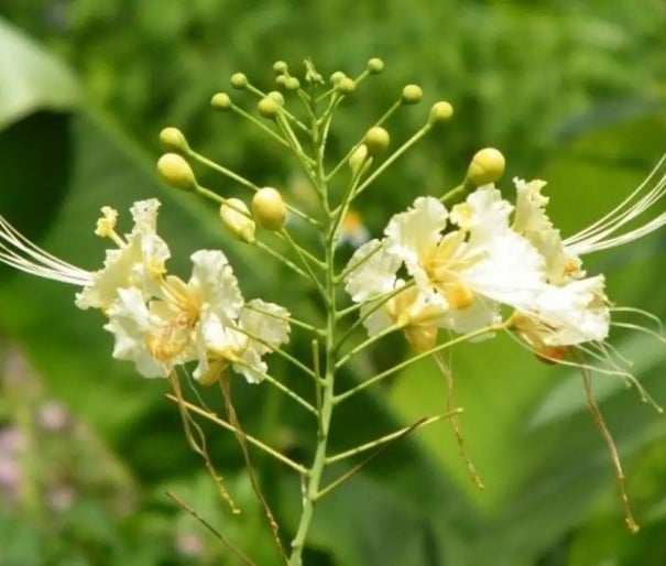 Semințe de cézalpinie albă Caesalpinia pulcherrima 5 buc. arbust tropical înfloritor cu flori alb-crem pentru semănat și cultivare decorativă în ghivece