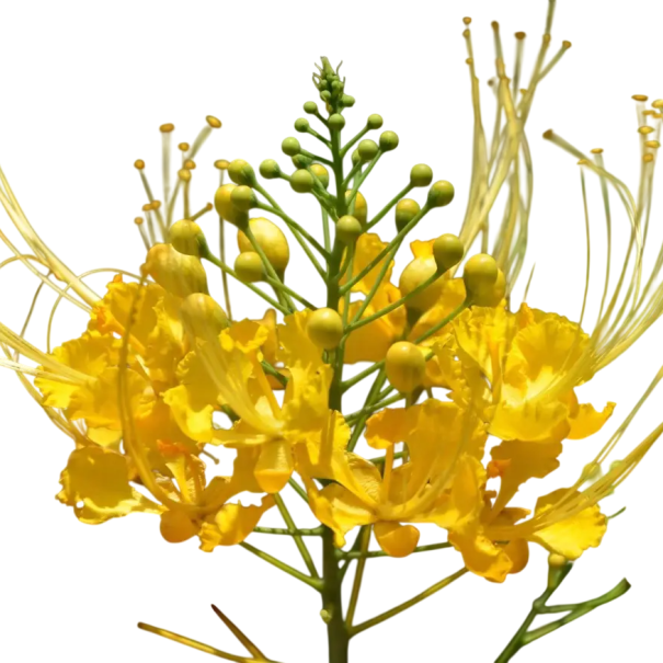 Semințe de cézalpinie galbenă Caesalpinia pulcherrima 10 buc. arbust tropical cu flori galbene strălucitoare pentru semănat și cultivare decorativă în interior